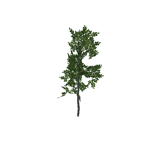 Aspen Green Sapling 1